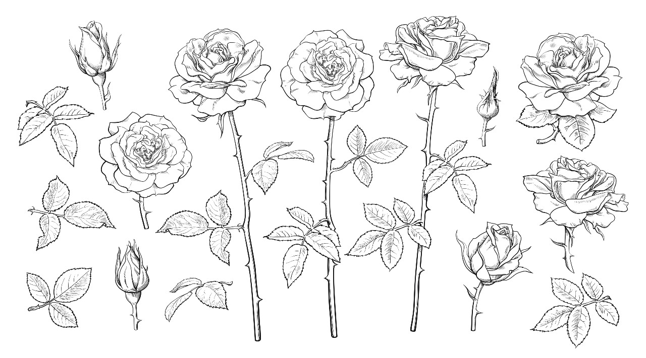 Illustration av rosor